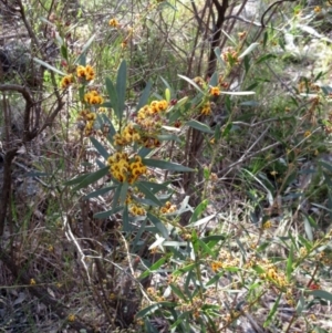 Daviesia mimosoides subsp. mimosoides at Hawker, ACT - 6 Nov 2022