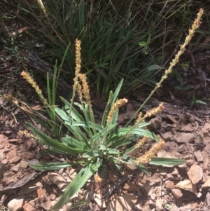 Plantago varia at Wamboin, NSW - 30 Dec 2021