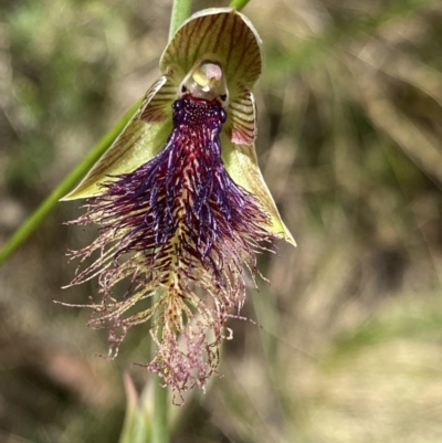 Calochilus platychilus (Purple Beard Orchid) at Black Mountain - 7 Nov 2022 by Ned_Johnston