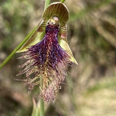 Calochilus platychilus (Purple Beard Orchid) at Acton, ACT - 7 Nov 2022 by NedJohnston