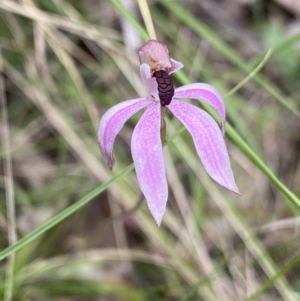 Caladenia congesta at Acton, ACT - 7 Nov 2022