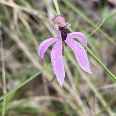 Caladenia congesta (Pink Caps) at Acton, ACT - 7 Nov 2022 by Ned_Johnston