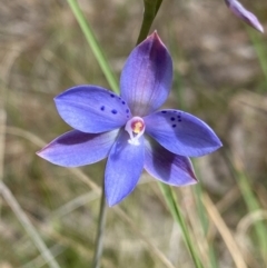 Thelymitra juncifolia (Dotted Sun Orchid) at Black Mountain - 7 Nov 2022 by Ned_Johnston