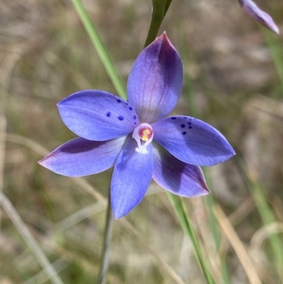 Thelymitra juncifolia (Dotted Sun Orchid) at Black Mountain - 7 Nov 2022 by Ned_Johnston