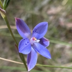 Thelymitra juncifolia at Acton, ACT - 7 Nov 2022