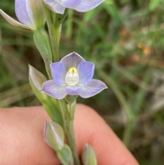 Thelymitra brevifolia (Short-leaf Sun Orchid) at Acton, ACT - 7 Nov 2022 by NedJohnston