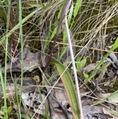 Thelymitra brevifolia at Acton, ACT - suppressed