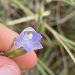 Thelymitra brevifolia at Acton, ACT - suppressed