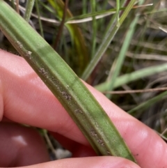 Thelymitra brevifolia at Acton, ACT - suppressed