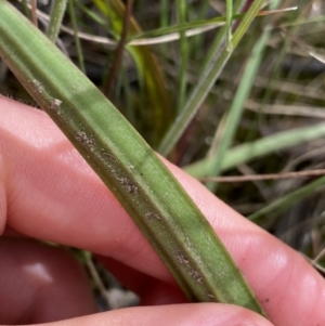 Thelymitra brevifolia at Acton, ACT - suppressed