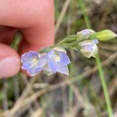 Thelymitra brevifolia at Acton, ACT - 7 Nov 2022