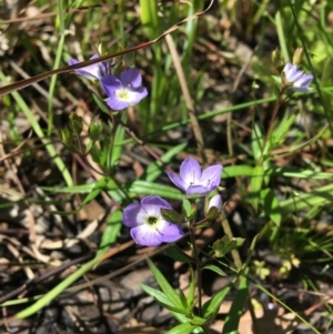 Veronica gracilis at Wamboin, NSW - 11 Nov 2020