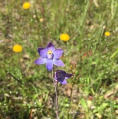 Thelymitra sp. (pauciflora complex) (Sun Orchid) at Wamboin, NSW - 11 Nov 2020 by Devesons