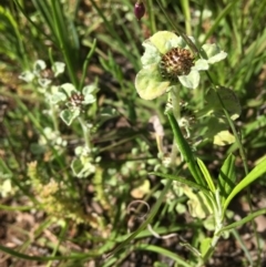 Stuartina muelleri (Spoon Cudweed) at Wamboin, NSW - 19 Oct 2020 by Devesons