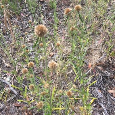 Euchiton sphaericus (Star Cudweed) at Wamboin, NSW - 22 Dec 2020 by Devesons