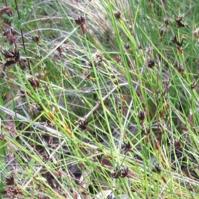 Schoenus apogon (Common Bog Sedge) at Hawker, ACT - 6 Nov 2022 by sangio7