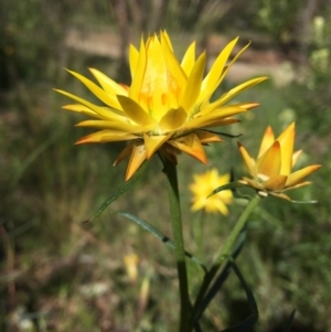 Xerochrysum viscosum at Wamboin, NSW - 19 Oct 2020