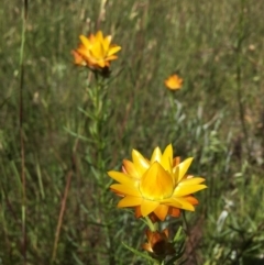 Xerochrysum viscosum at Wamboin, NSW - 19 Oct 2020