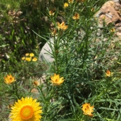 Xerochrysum viscosum at Wamboin, NSW - 19 Oct 2020