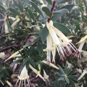 Styphelia triflora at Wamboin, NSW - 28 Feb 2022