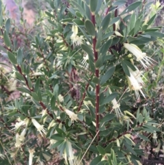 Styphelia triflora at Wamboin, NSW - 28 Feb 2022