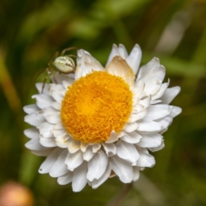 Leucochrysum albicans subsp. tricolor at Hackett, ACT - 8 Nov 2022