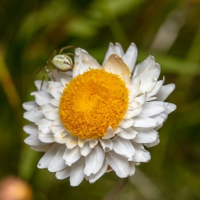 Leucochrysum albicans subsp. tricolor (Hoary Sunray) at Mount Majura - 8 Nov 2022 by Boagshoags