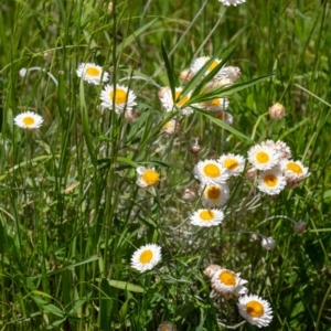 Leucochrysum albicans subsp. tricolor at Hackett, ACT - 8 Nov 2022