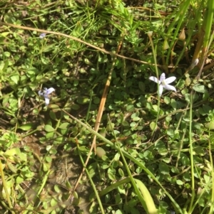 Isotoma fluviatilis subsp. australis at Wamboin, NSW - 10 Jan 2021 04:28 PM