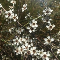 Leptospermum myrtifolium (Myrtle Teatree) at Wamboin, NSW - 30 Dec 2021 by Devesons