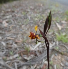 Diuris semilunulata (Late Leopard Orchid) at Mongarlowe, NSW - 4 Nov 2022 by arjay