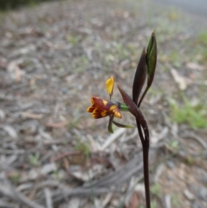 Diuris semilunulata at Mongarlowe, NSW - 4 Nov 2022