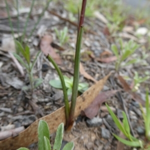 Diuris semilunulata at Mongarlowe, NSW - 4 Nov 2022