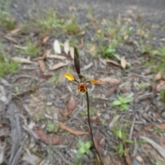 Diuris semilunulata at Mongarlowe, NSW - 4 Nov 2022