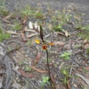 Diuris semilunulata at suppressed - 4 Nov 2022