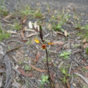 Diuris semilunulata at Mongarlowe, NSW - 4 Nov 2022