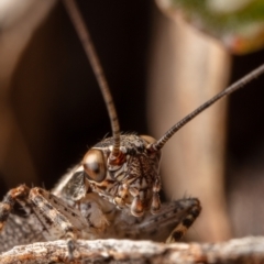 Eurepa marginipennis (Mottled bush cricket) at Hackett, ACT - 8 Nov 2022 by Boagshoags