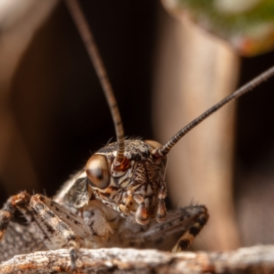 Eurepa marginipennis (Mottled bush cricket) at Mount Ainslie - 8 Nov 2022 by Boagshoags
