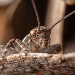 Eurepa marginipennis at Hackett, ACT - 8 Nov 2022