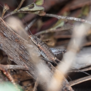 Eurepa marginipennis at Hackett, ACT - 8 Nov 2022