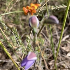 Thelymitra sp. (A Sun Orchid) at Black Mountain - 7 Nov 2022 by Jenny54