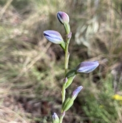 Thelymitra sp. at Molonglo Valley, ACT - 8 Nov 2022
