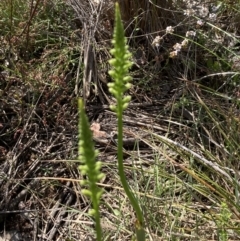 Microtis sp. (Onion Orchid) at Black Mountain - 7 Nov 2022 by Jenny54