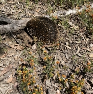 Tachyglossus aculeatus at Bruce, ACT - 8 Nov 2022