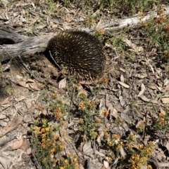 Tachyglossus aculeatus (Short-beaked Echidna) at Bruce, ACT - 7 Nov 2022 by Jenny54