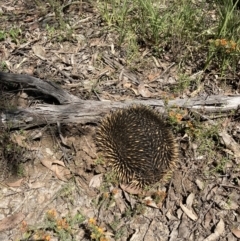 Tachyglossus aculeatus at Bruce, ACT - 8 Nov 2022 10:45 AM