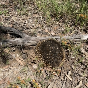 Tachyglossus aculeatus at Bruce, ACT - 8 Nov 2022