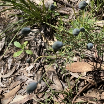 Gompholobium huegelii (Pale Wedge Pea) at Black Mountain - 7 Nov 2022 by Jenny54