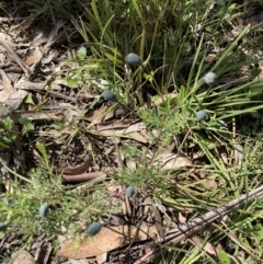 Gompholobium huegelii at Bruce, ACT - 8 Nov 2022 10:59 AM