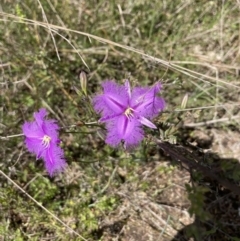 Thysanotus tuberosus subsp. tuberosus (Common Fringe-lily) at Molonglo Valley, ACT - 8 Nov 2022 by Jenny54